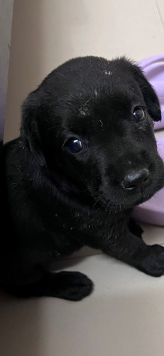 Lab for Sale
